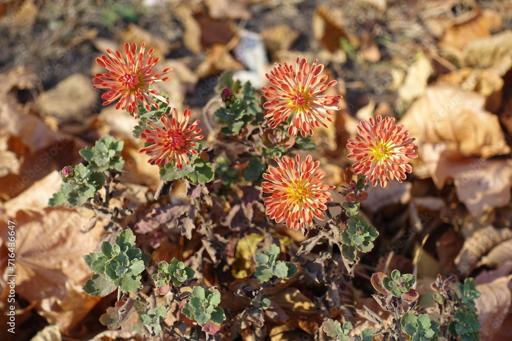 Fototapeta premium 5 orange flowers of spoon Chrysanthemums in October
