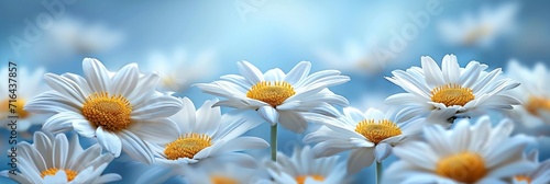  Daisy Flowers Banner, Banner Image For Website, Background, Desktop Wallpaper