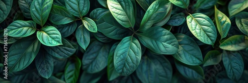  Dark Layout Made Green Leaves Flat  Banner Image For Website  Background  Desktop Wallpaper