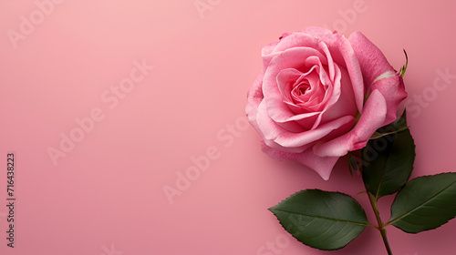 Top view of pink rose flower isolated background.empty space  generative ai