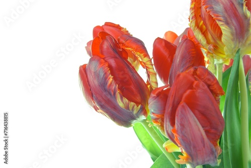 Tulip Flowers, red with white background