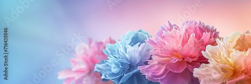  Dreamy Gradient Background Colorful Peonies Merg, Banner Image For Website, Background, Desktop Wallpaper