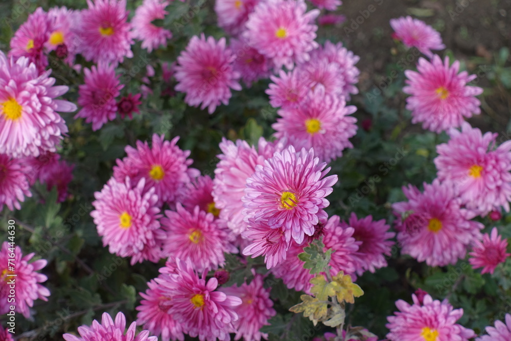 Abundant pink flowers of Chrysanthemums in November Abundant pink flowers of Chrysanthemums in November