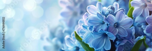  Hyacint Spring Flower Mothers Day Concept, Banner Image For Website, Background, Desktop Wallpaper photo