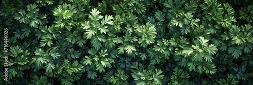  Many Leonurus Cardiaca Green Plants Summer, Banner Image For Website, Background, Desktop Wallpaper photo