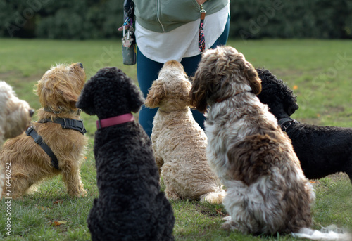 Photography A group of well behaved dogs are sitting together focusing on their dog handler