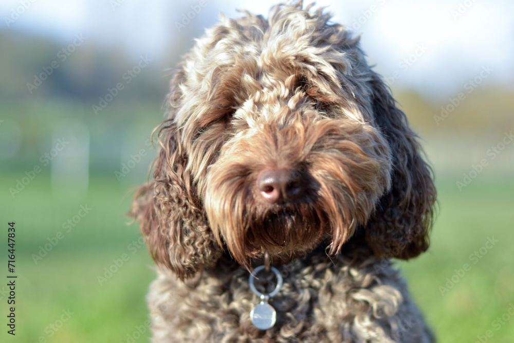 Portrait of a brown cockapoo poodle mix on a sunny day Portrait of a brown cockapoo poodle mix on a sunny day