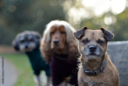 A group of well behaved dog friends of various breed and size are socializing together during their dog walking session, Pet sitting, Dog walking, Day Care