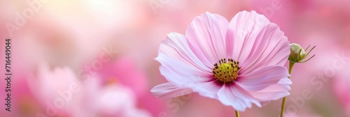  Pink White Cosmos Flower Beautiful Close, Banner Image For Website, Background, Desktop Wallpaper © Pic Hub
