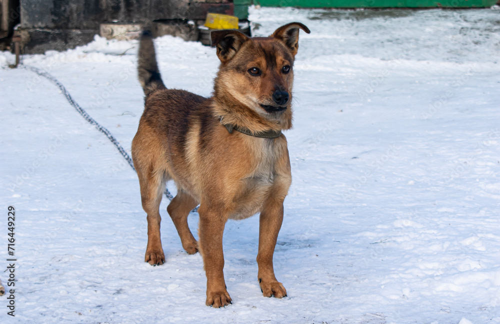Winter in the village. The snow-covered courtyard. A mongrel ginger dog on a chain Winter in the village. The snow-covered courtyard. A mongrel ginger dog on a chain