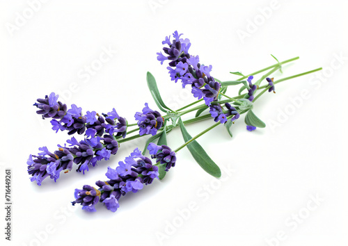 Lavender flowers isolated on white background