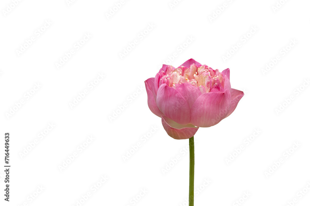 Pink lotus flower isolated on white background with clipping path Pink lotus flower isolated on white background with clipping path