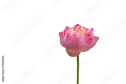 Pink lotus flower isolated on white background with clipping path