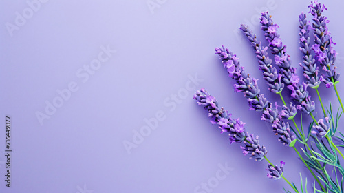 Lavender flowers on a purple background. Space