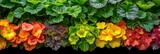  Row Summer Bedding Plants Including Begonia, Banner Image For Website, Background, Desktop Wallpaper
