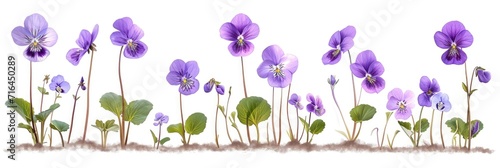  Set Beautiful Wood Violets On White, Banner Image For Website, Background, Desktop Wallpaper