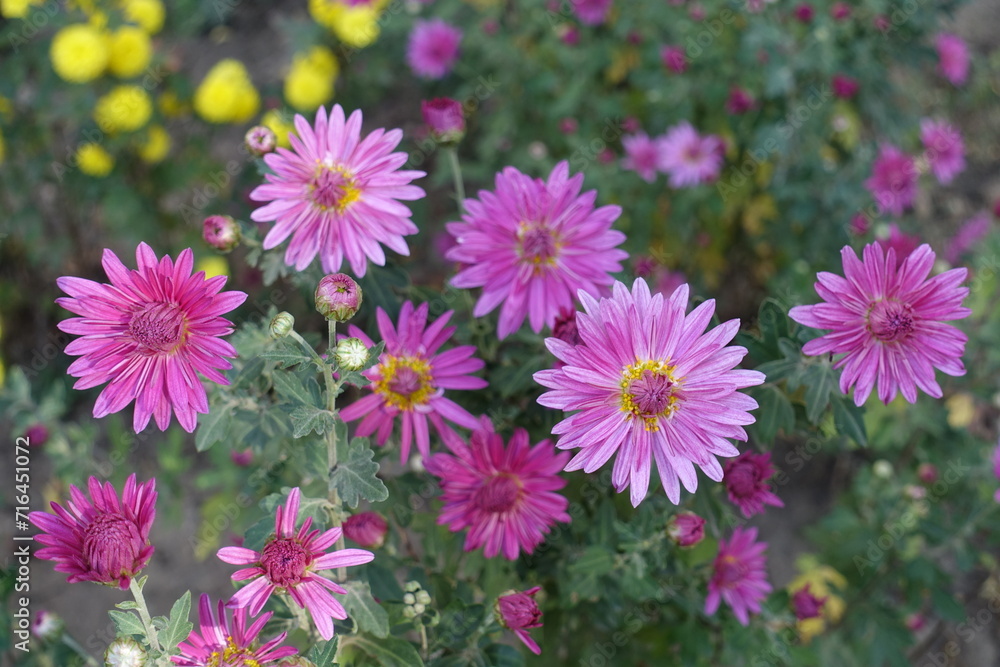 Chrysanths with bright pink flowers and buds in October Chrysanths with bright pink flowers and buds in October