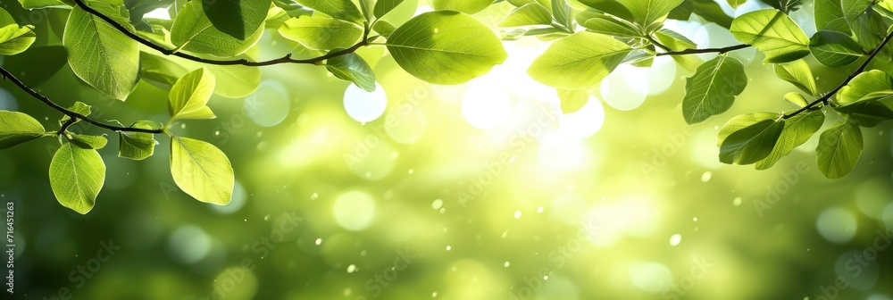  Spring Background Composition Green Branches, Banner Image For Website, Background, Desktop Wallpaper