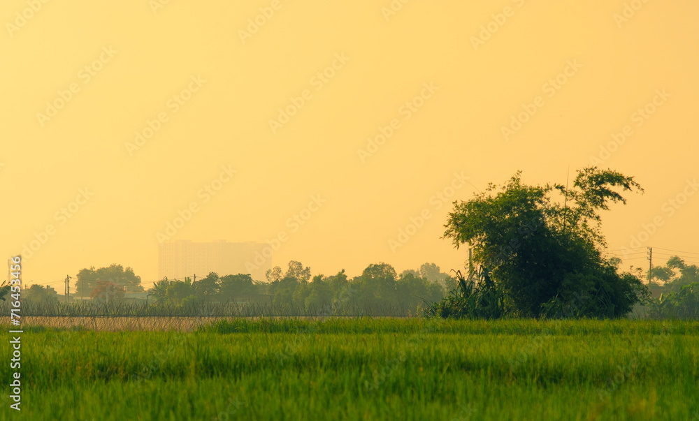 Obraz premium Scenic view of agricultural field against sky during sunset, Scenic view of rice paddy on land. Green Rice fields on terraced in Mu cang chai, Vietnam Rice field.Scenic view of agricultural field agai