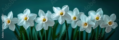  White Narcissus Full Blooming, Banner Image For Website, Background, Desktop Wallpaper © Pic Hub