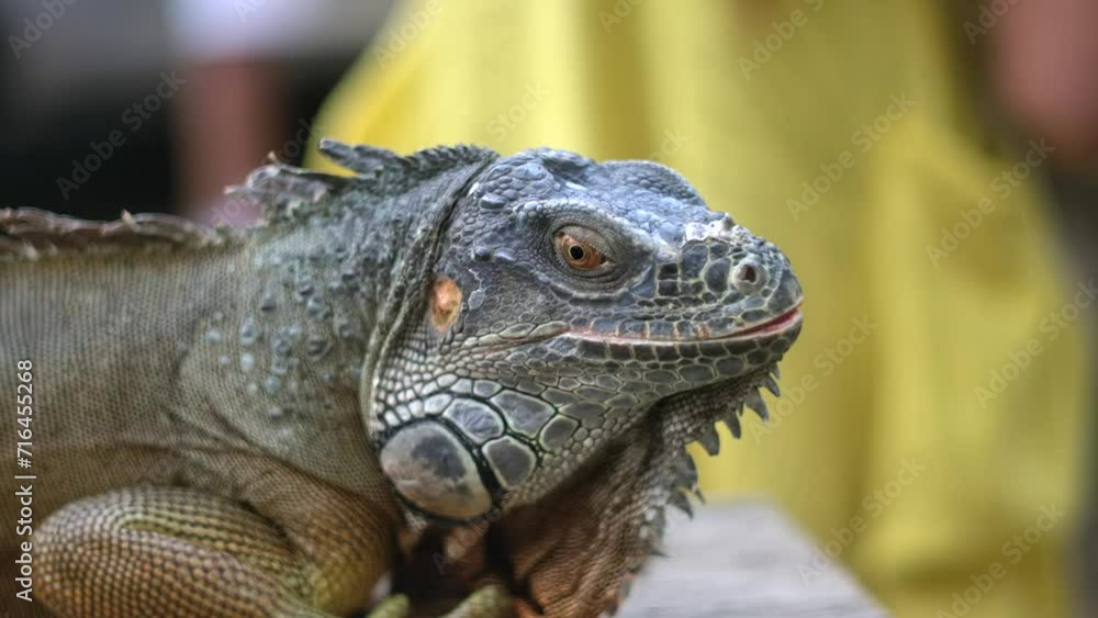 Closeup large orange iguana. Bali, Indonesia. Closeup large orange iguana. Bali, Indonesia.