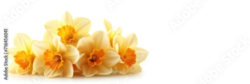  Yellow Narcissus On White Background, Banner Image For Website, Background, Desktop Wallpaper