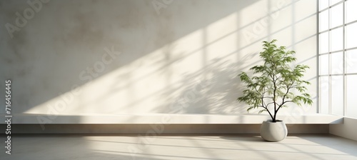 A Potted Plant in a White Room With a Large Window