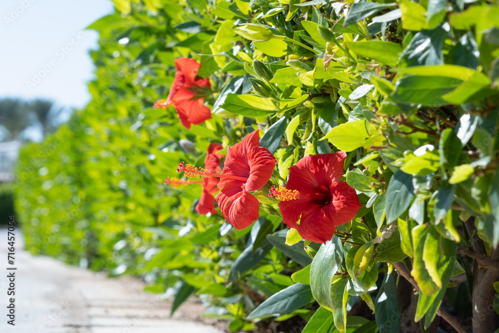 Obraz premium beautiful red hibiscus rosa in the hotel floral design