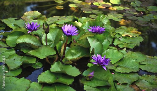 The Egyptian Blue Water Lily