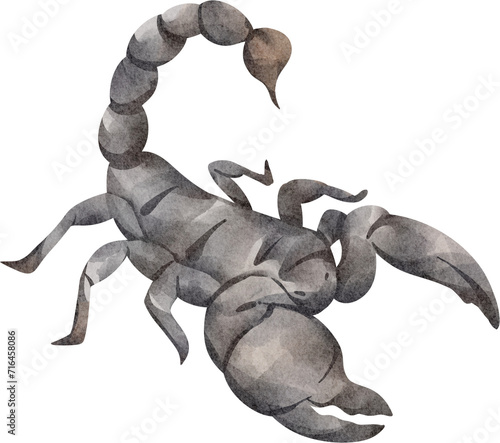 watercolor insect scorpion