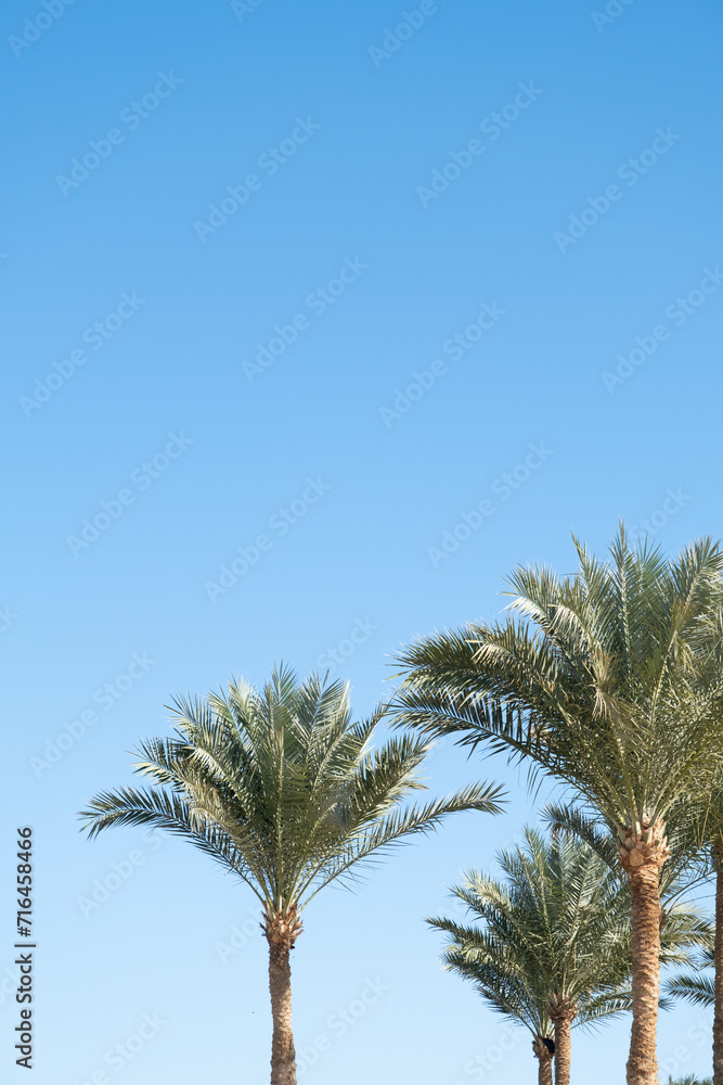 palm trees on the background on sky background