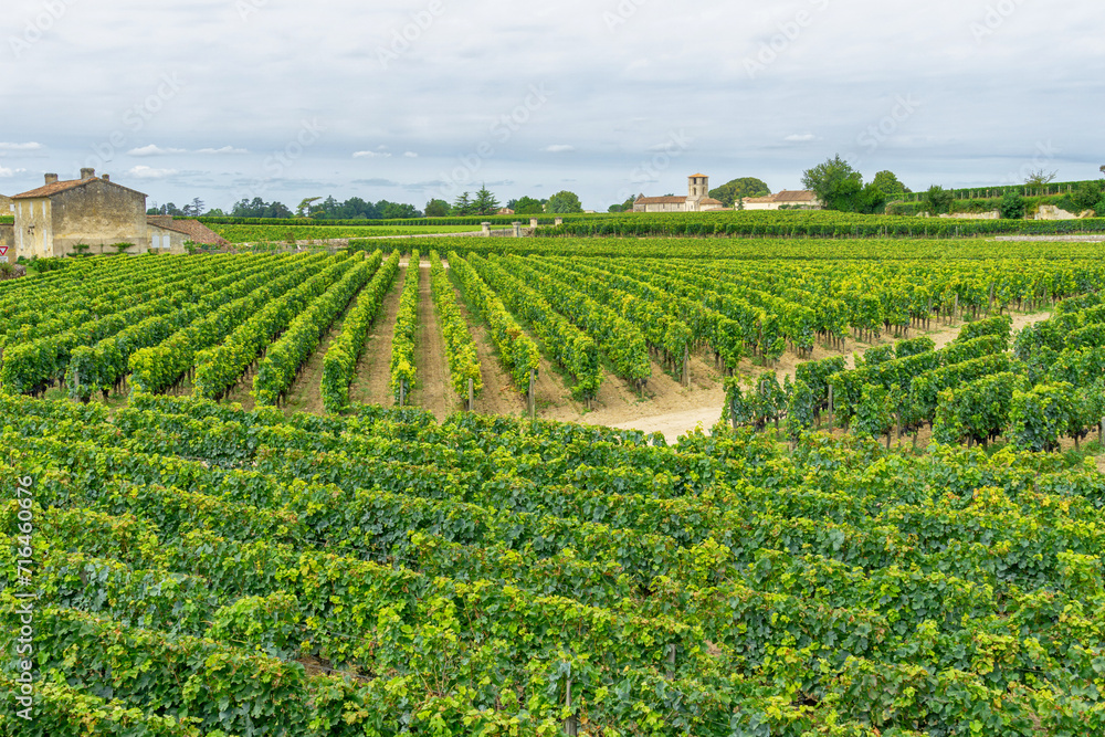 Vineyards of Saint Emilion, France