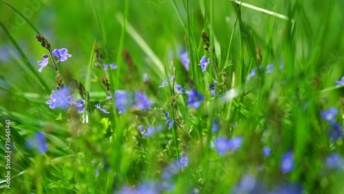 Wild blue gepsyweed or Veronica germander flower in the meadow. Slow motion photo