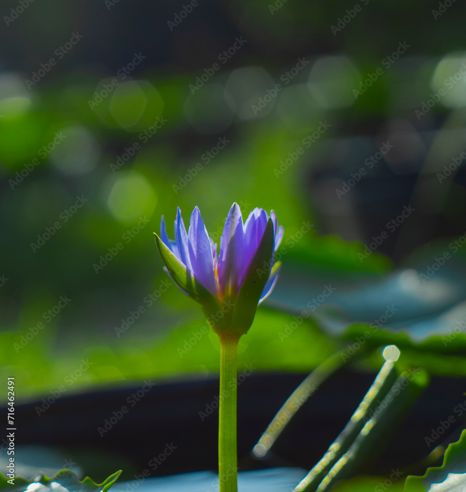 Fototapeta premium The lotus blooms in the morning in the swamp. Beautiful water plants floating in the water like Lotus in soft natural light. Lotus flowers in the evening.Close-up of water lily blooming outdoors. Clos