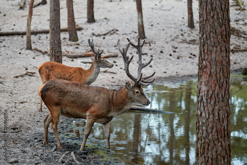 Two deer drink water in the forest