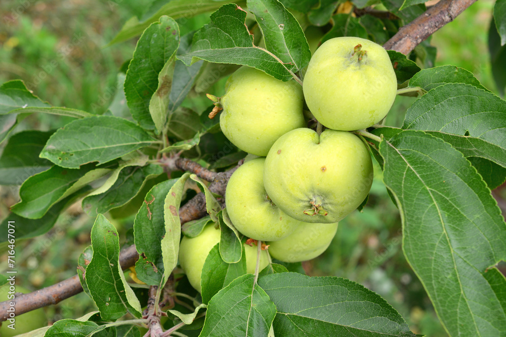 green apples hanging on the branch close up green apples hanging on the branch close up