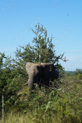 African Elefant, Kruger National Parc 
