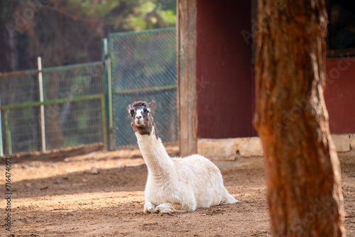 Llama in the zoo cage. The llama (Lama glama) is a domesticated South American camelid. photo