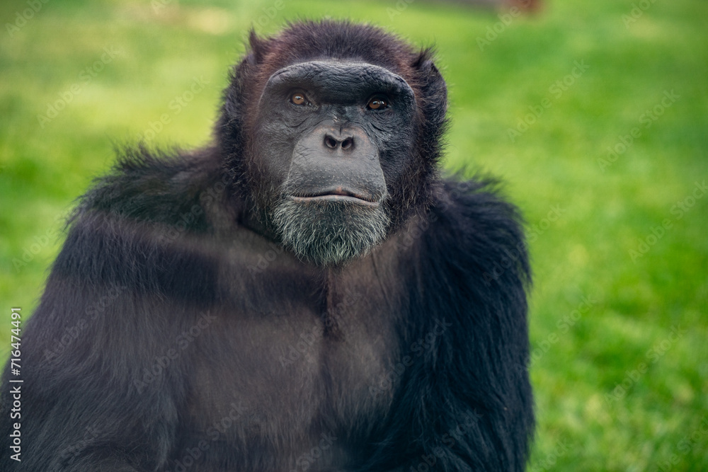 Chimpanzee in the zoo cage. The chimpanzee also known as simply the chimp, is a species of great ape native to the forests and savannahs of tropical Africa.