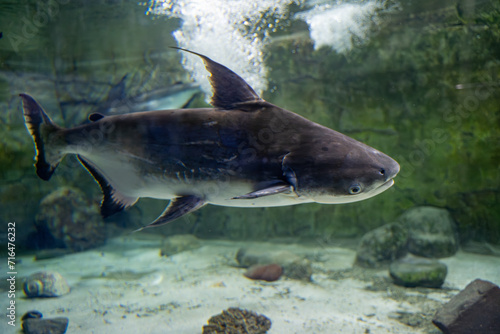 The blacktip shark fish in the Zoo aquarium. The blacktip shark  Carcharhinus limbatus  is a species of requiem shark  and part of the family Carcharhinidae.