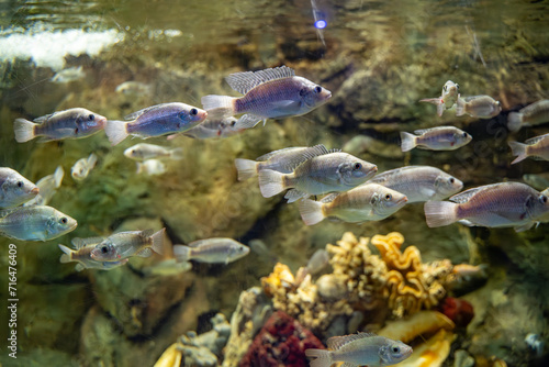 The Nile tilapia fish in the Zoo aquarium. The Nile tilapia (Oreochromis niloticus) is a species of tilapia, a cichlid fish native to parts of Africa and the Levant, particularly Israel and Lebanon. © Erman Gunes