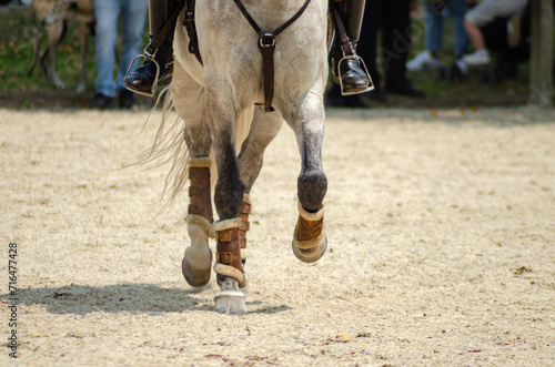 legs of a purebred lusitano horse strolling