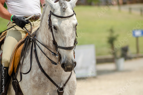 head of a purebred Lusitano horse, Portugal