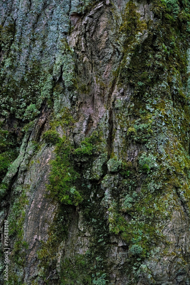 old tree bark texture with lichen and moss, abstract natural background close up. tree surface full frame macro shot. template for design old tree bark texture with lichen and moss, abstract natural background close up. tree surface full frame macro shot. template for design