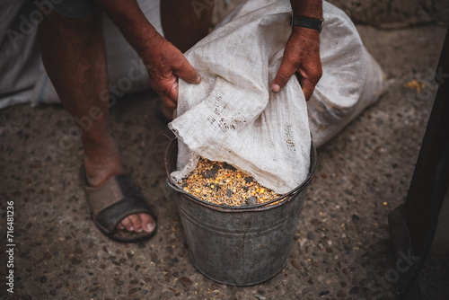 An elderly man pours wheat from a bag into a bucket. photo