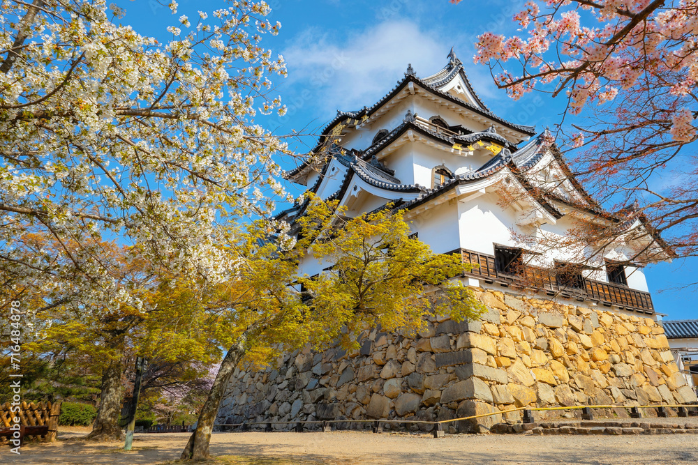 Beautiful full bloom cherry blossom at Hikone Castle in Shiga, Japan Beautiful full bloom cherry blossom at Hikone Castle in Shiga, Japan