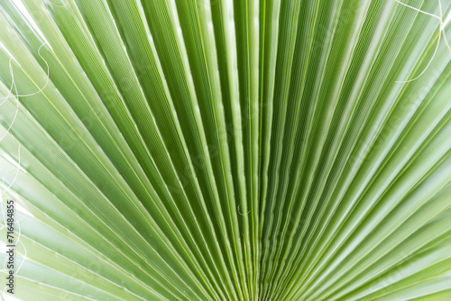 green Background with a large image of a palm leaf.wallpaper on the desktop. wall wallpaper. High quality photo