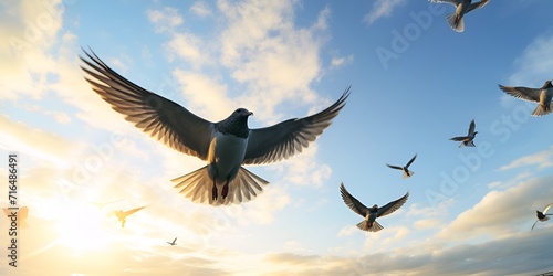 Birds in Flight , Healthy Ecosystem Stock Photography , birds, flight, healthy ecosystem, stock photography © Christopher