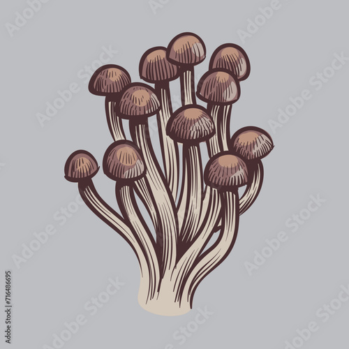 mushroom illustration