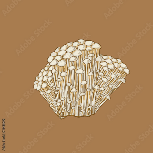 mushroom illustration